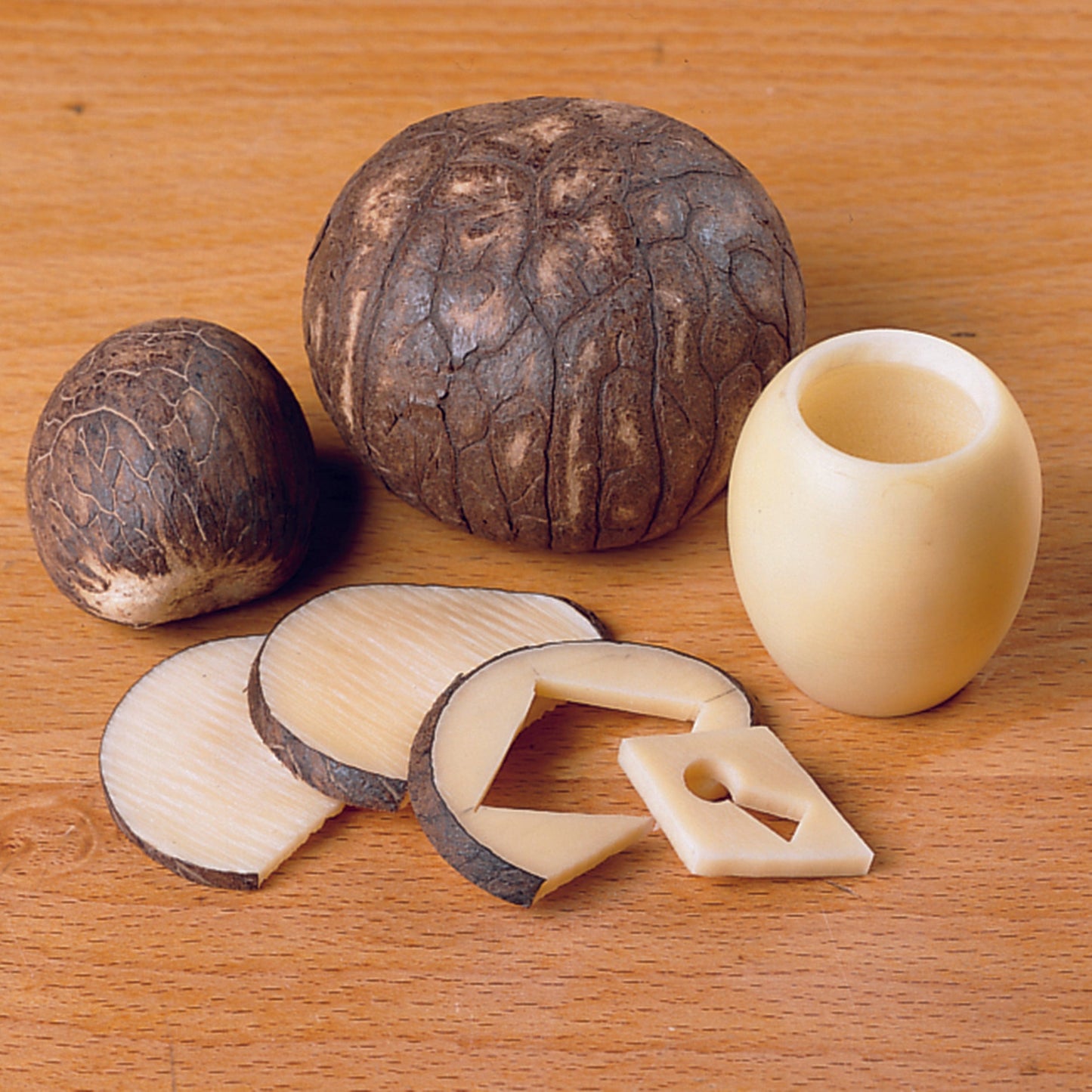 Tagua Nut Pack - 5 Piece